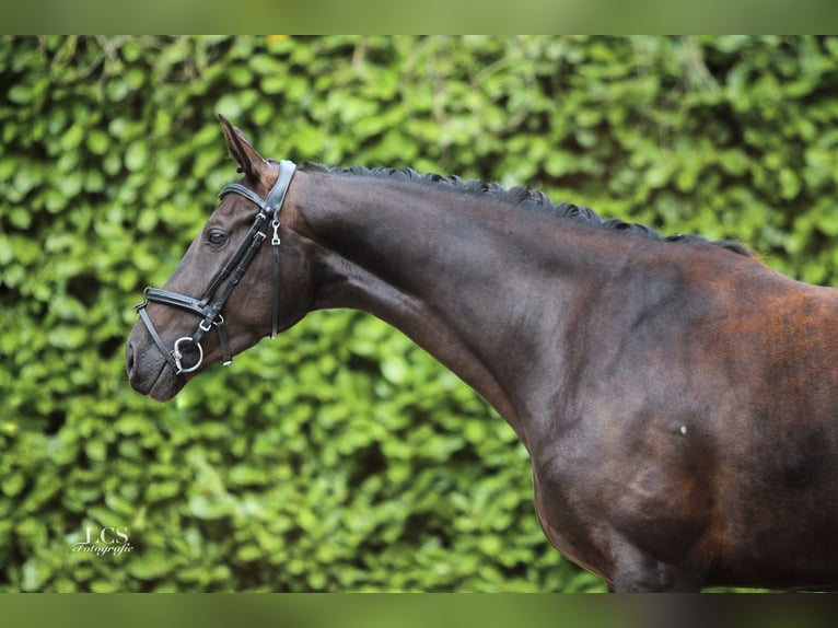 KWPN Merrie 4 Jaar 170 cm Zwartbruin in Helmond