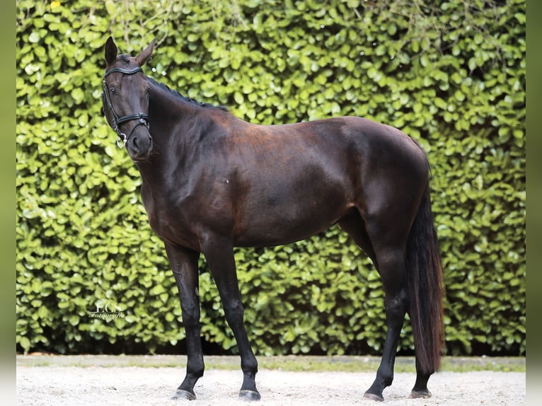 KWPN Merrie 4 Jaar 170 cm Zwartbruin in Helmond