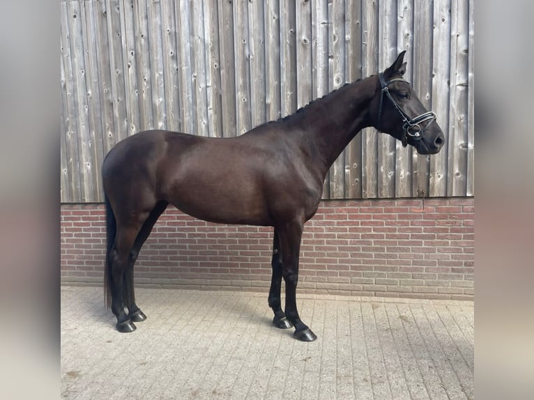 KWPN Merrie 4 Jaar 170 cm Zwartbruin in Nijkerkerveen