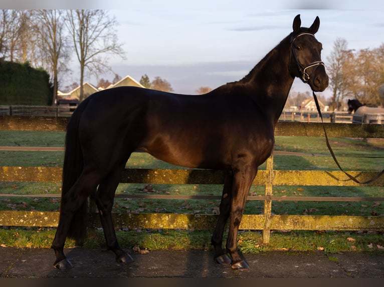 KWPN Merrie 4 Jaar 170 cm Zwartbruin in Nijkerkerveen