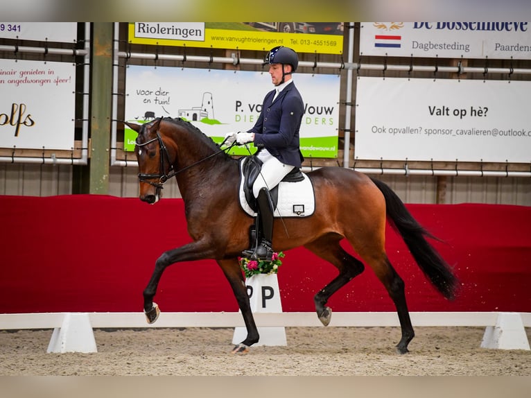 KWPN Merrie 4 Jaar 171 cm Donkerbruin in Werkendam