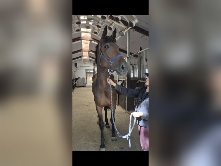 KWPN Merrie 4 Jaar 172 cm Bruin in Königsbach-Stein