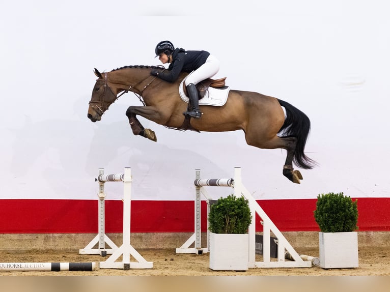KWPN Merrie 4 Jaar 172 cm Bruin in Waddinxveen