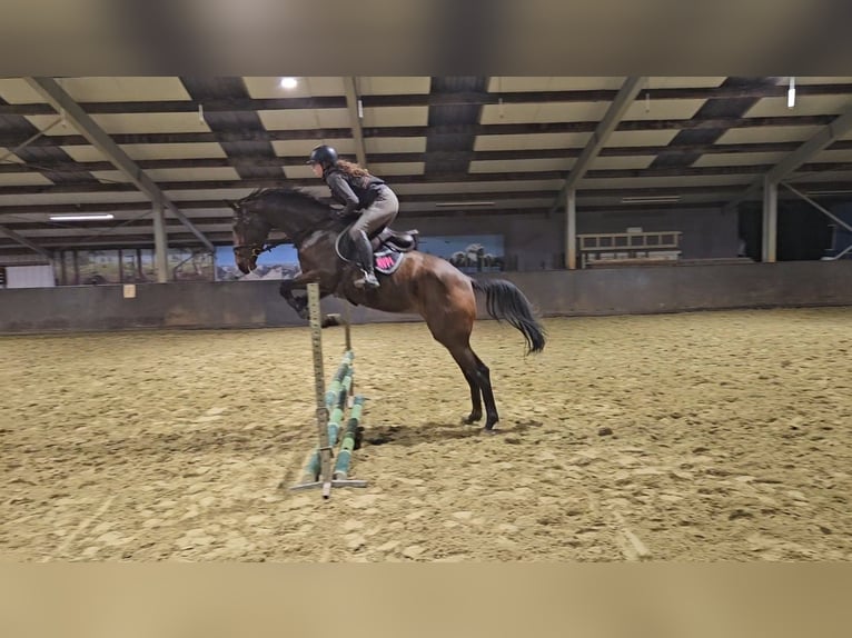 KWPN Merrie 4 Jaar 172 cm Bruin in Zeeland