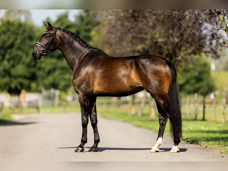 KWPN Merrie 4 Jaar 172 cm Donkerbruin in Dreumel