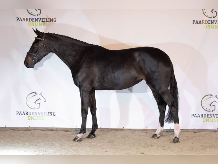 KWPN Merrie 4 Jaar 172 cm Donkerbruin in Heerde