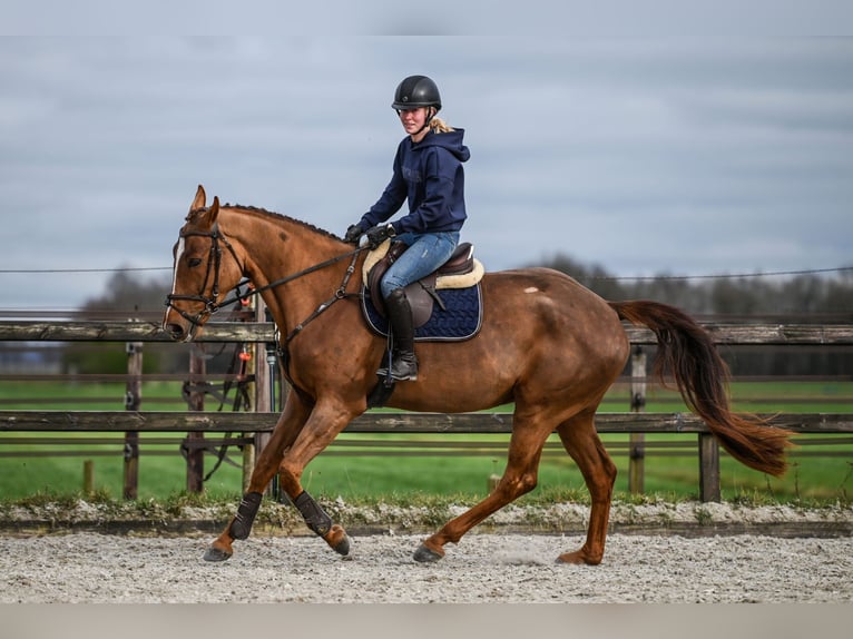 KWPN Merrie 4 Jaar 172 cm Donkere-vos in Vaassen