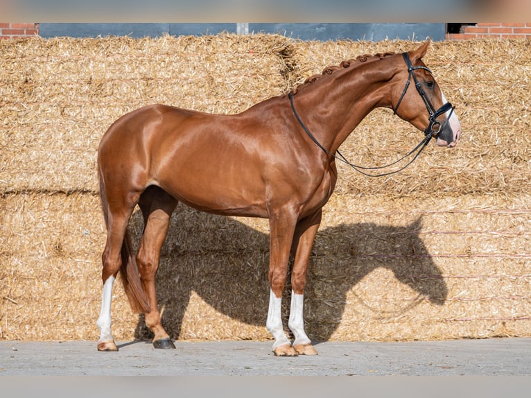 KWPN Merrie 4 Jaar 172 cm Vos in Wijdenes