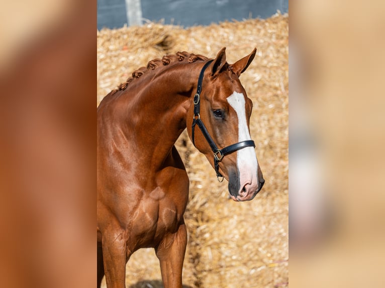 KWPN Merrie 4 Jaar 172 cm Vos in Wijdenes