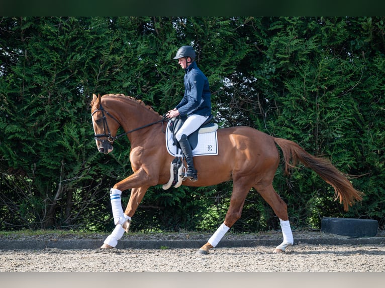 KWPN Merrie 4 Jaar 172 cm Vos in Wijdenes