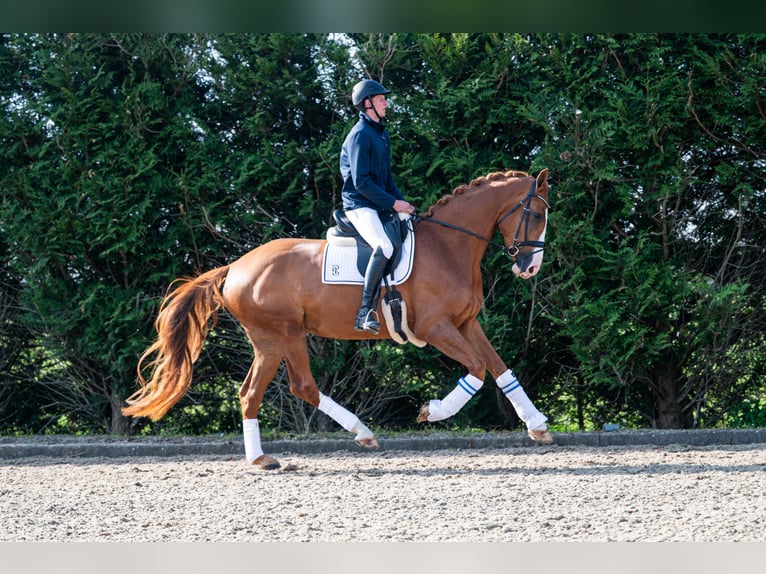 KWPN Merrie 4 Jaar 172 cm Vos in Wijdenes
