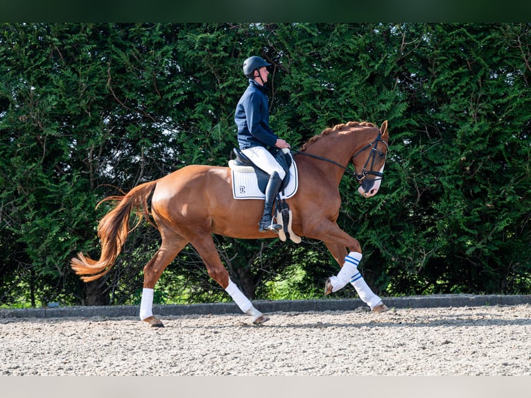 KWPN Merrie 4 Jaar 172 cm Vos in Wijdenes