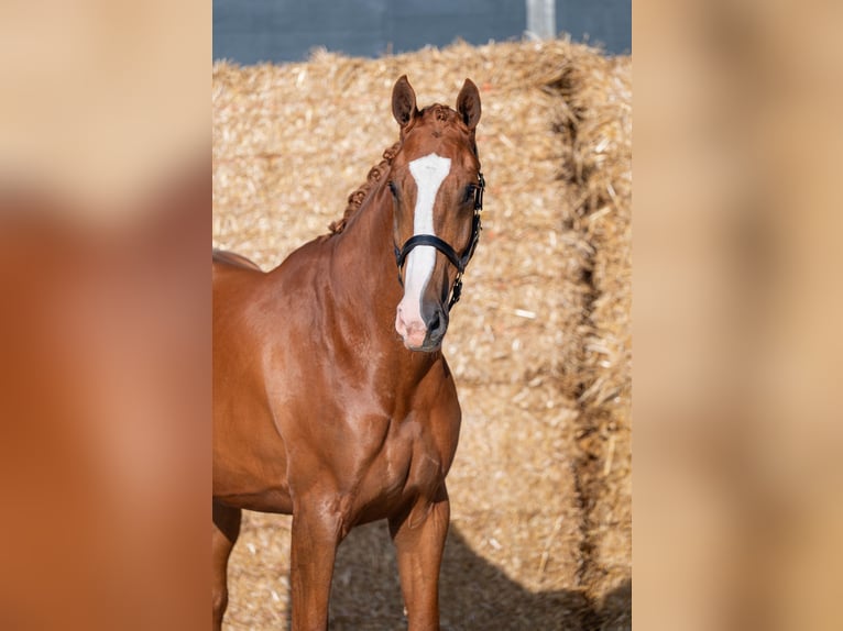 KWPN Merrie 4 Jaar 172 cm Vos in Wijdenes