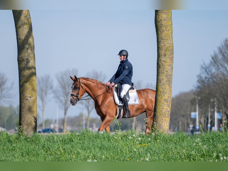 KWPN Merrie 4 Jaar 172 cm Vos in Wijdenes