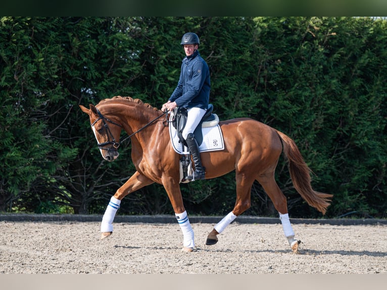 KWPN Merrie 4 Jaar 172 cm Vos in Wijdenes