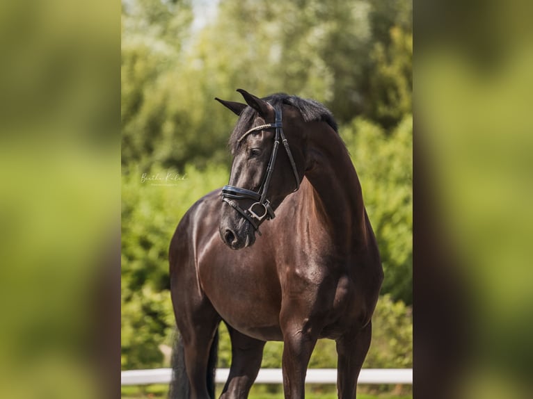 KWPN Merrie 4 Jaar 172 cm Zwart in Benthuizen