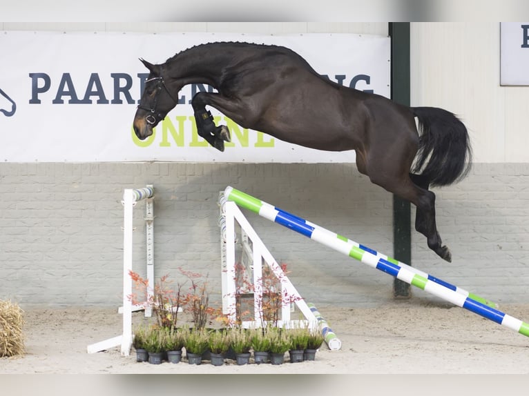 KWPN Merrie 4 Jaar 173 cm Donkerbruin in Heerde