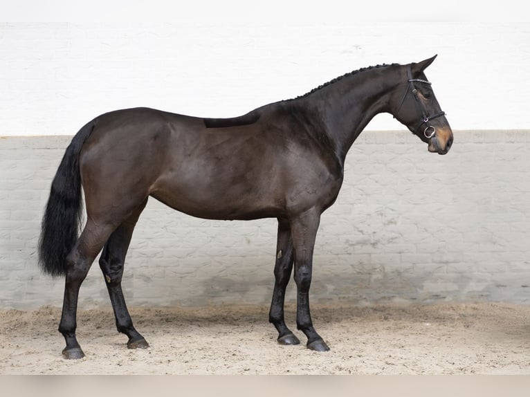 KWPN Merrie 4 Jaar 173 cm Donkerbruin in Heerde