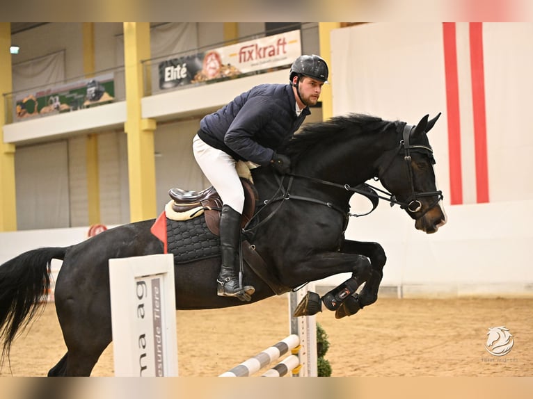 KWPN Merrie 4 Jaar 173 cm Donkerbruin in Lengdorf