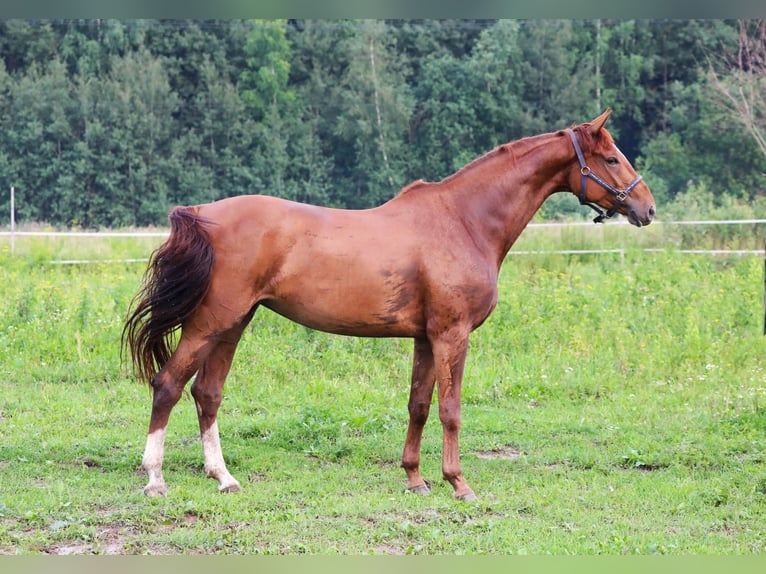 KWPN Merrie 4 Jaar 173 cm Donkere-vos in Moscow