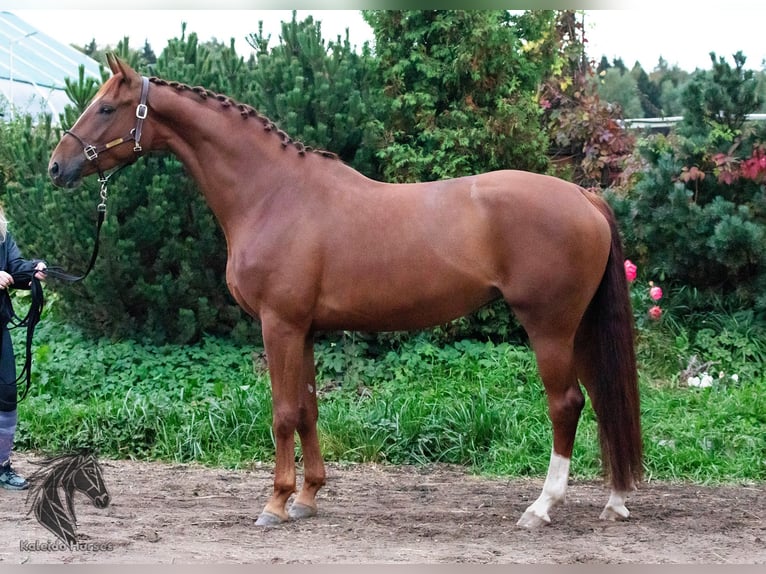 KWPN Merrie 4 Jaar 173 cm Donkere-vos in Moscow