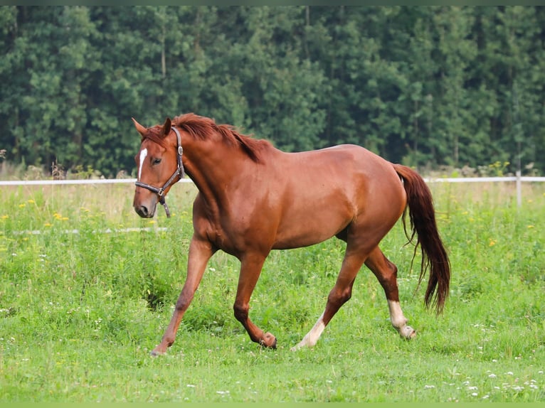 KWPN Merrie 4 Jaar 173 cm Donkere-vos in Moscow