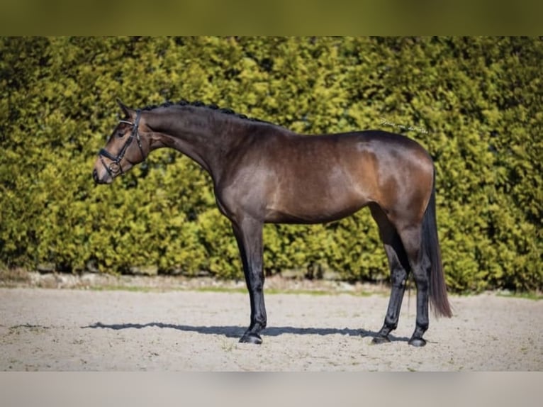 KWPN Merrie 4 Jaar 173 cm Roodbruin in Aalsmeer