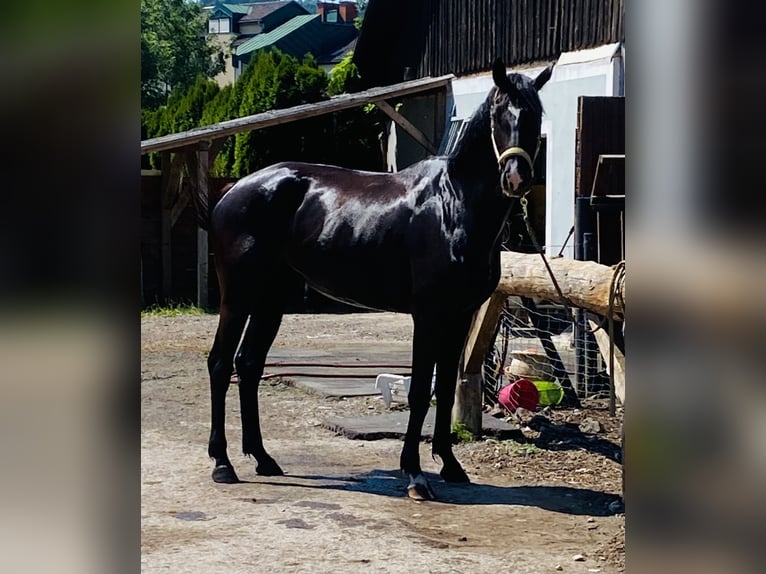 KWPN Merrie 4 Jaar 173 cm Zwartbruin in Stallhofen