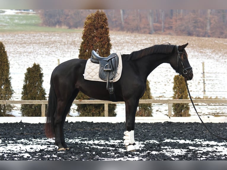 KWPN Merrie 4 Jaar 173 cm Zwartbruin in Stallhofen