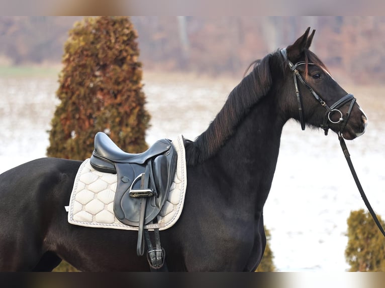 KWPN Merrie 4 Jaar 173 cm Zwartbruin in Stallhofen
