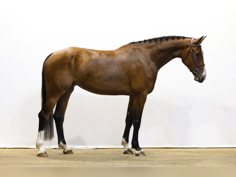 KWPN Merrie 4 Jaar 174 cm Bruin in Waddinxveen