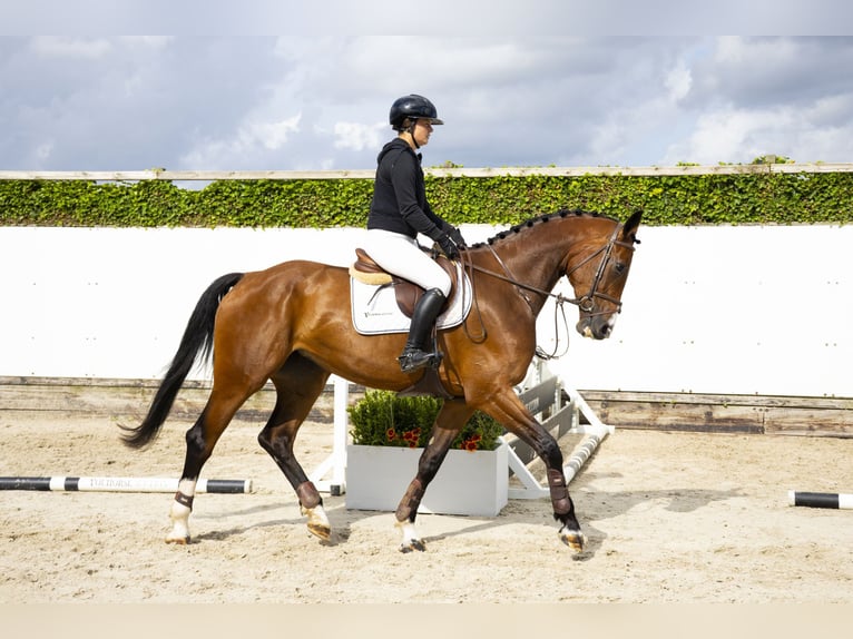 KWPN Merrie 4 Jaar 174 cm Bruin in Waddinxveen