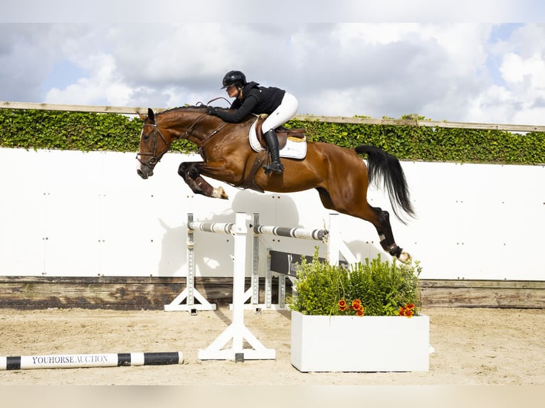 KWPN Merrie 4 Jaar 174 cm Bruin in Waddinxveen