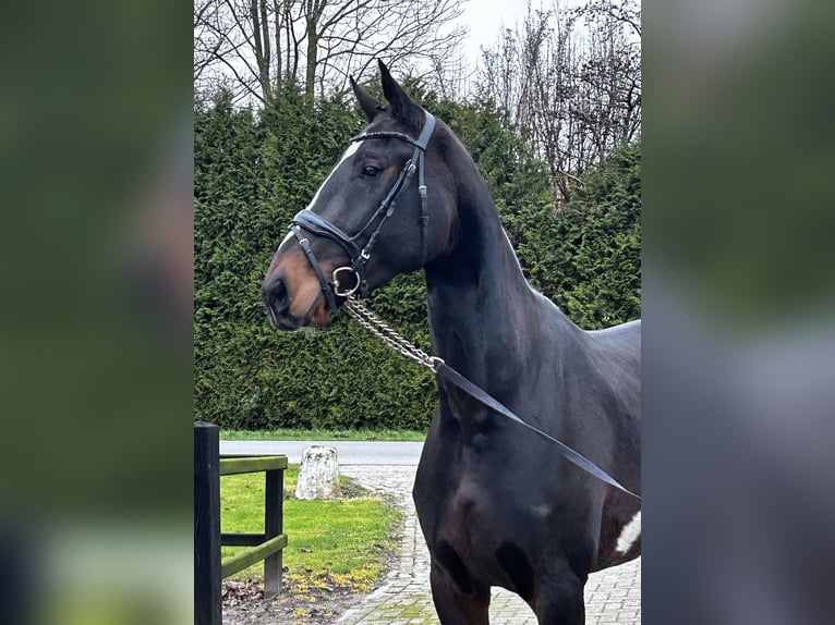 KWPN Merrie 4 Jaar 174 cm Donkerbruin in Biddinghuizen