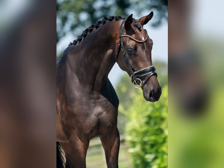 KWPN Merrie 4 Jaar 175 cm Bruin in Weert