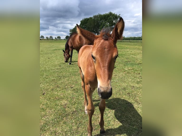 KWPN Merrie 4 Jaar 175 cm Bruin in Hoofddorp