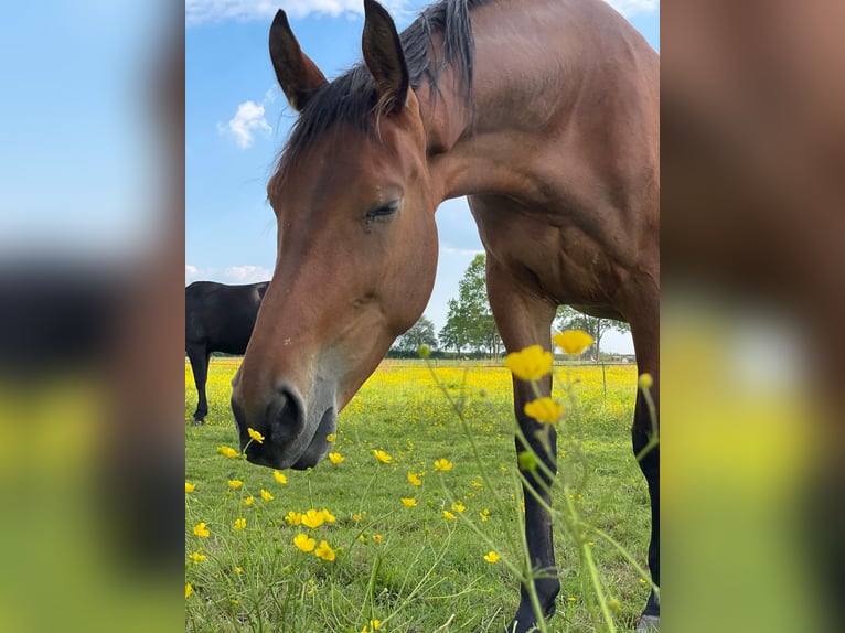 KWPN Merrie 4 Jaar 175 cm Bruin in Hoofddorp