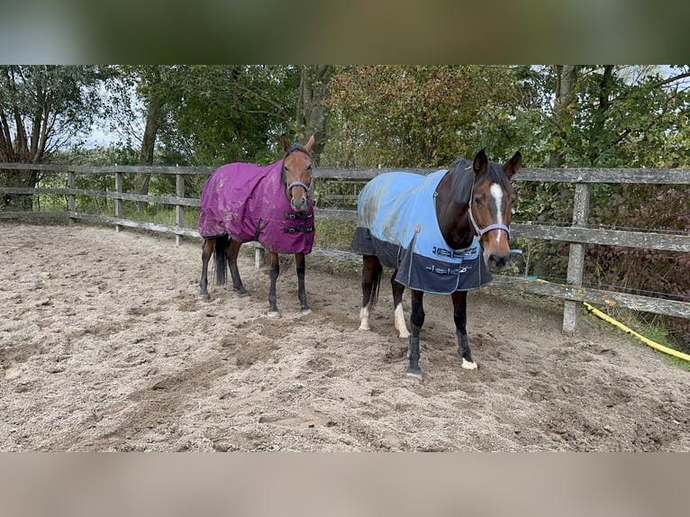 KWPN Merrie 4 Jaar 175 cm Bruin in Hoofddorp