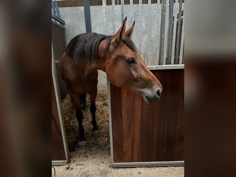 KWPN Merrie 4 Jaar 175 cm Bruin in Hoofddorp