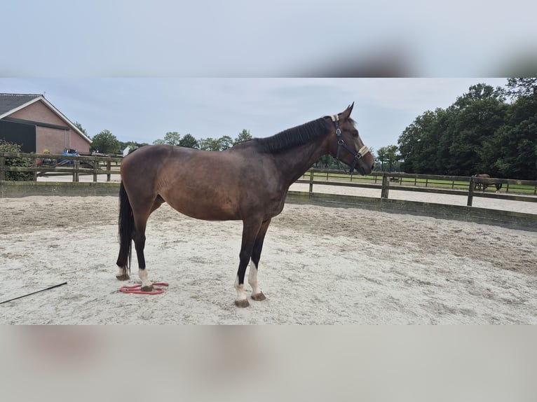 KWPN Merrie 4 Jaar 175 cm Donkerbruin in Austerlitz