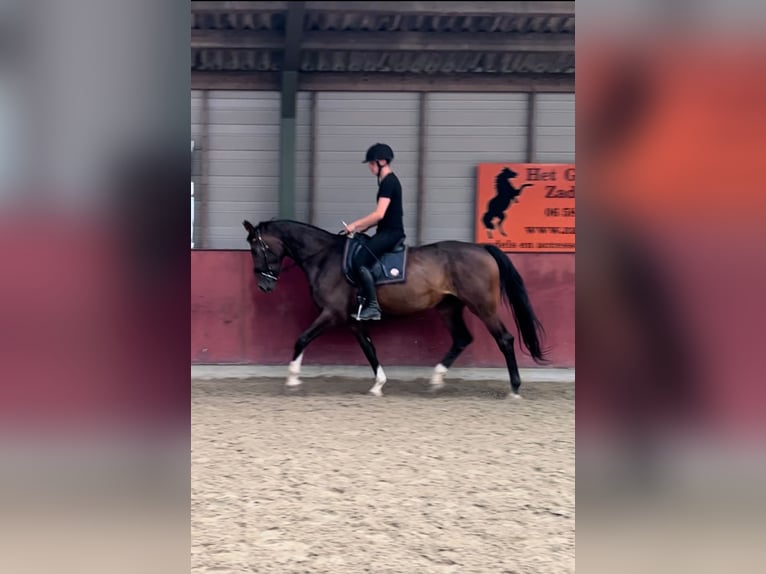 KWPN Merrie 4 Jaar 175 cm Donkerbruin in Austerlitz