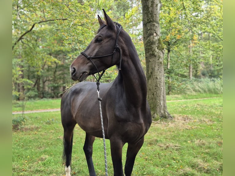 KWPN Merrie 4 Jaar 175 cm Donkerbruin in Austerlitz