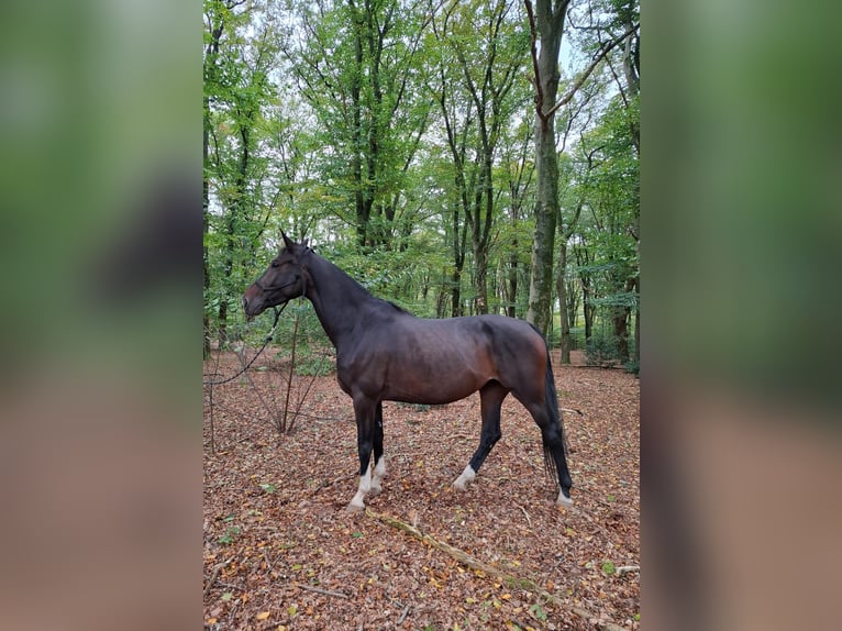 KWPN Merrie 4 Jaar 175 cm Donkerbruin in Austerlitz