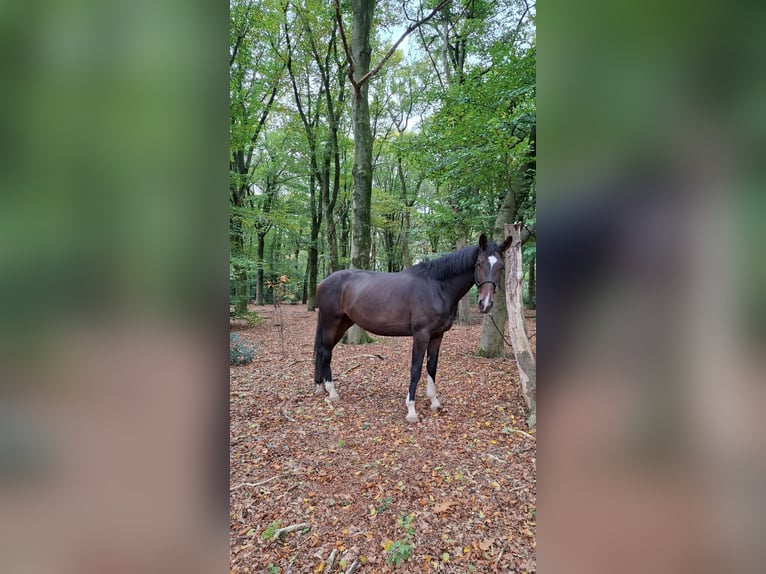 KWPN Merrie 4 Jaar 175 cm Donkerbruin in Austerlitz