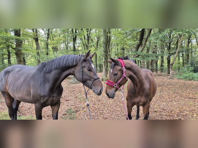 KWPN Merrie 4 Jaar 175 cm Donkerbruin in Austerlitz