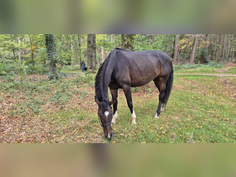 KWPN Merrie 4 Jaar 175 cm Donkerbruin in Austerlitz