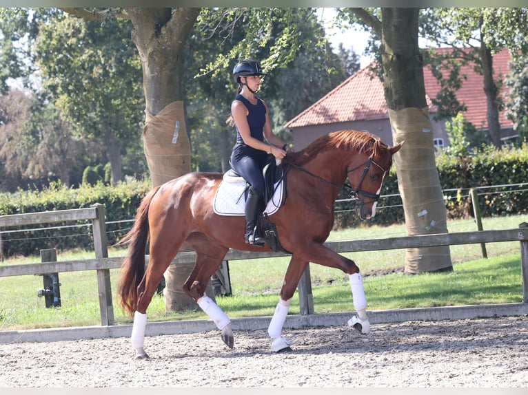 KWPN Merrie 4 Jaar 175 cm Donkere-vos in Moergestel