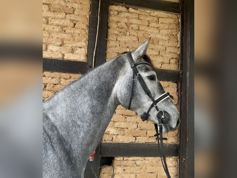 KWPN Merrie 4 Jaar 175 cm Schimmel in Elze