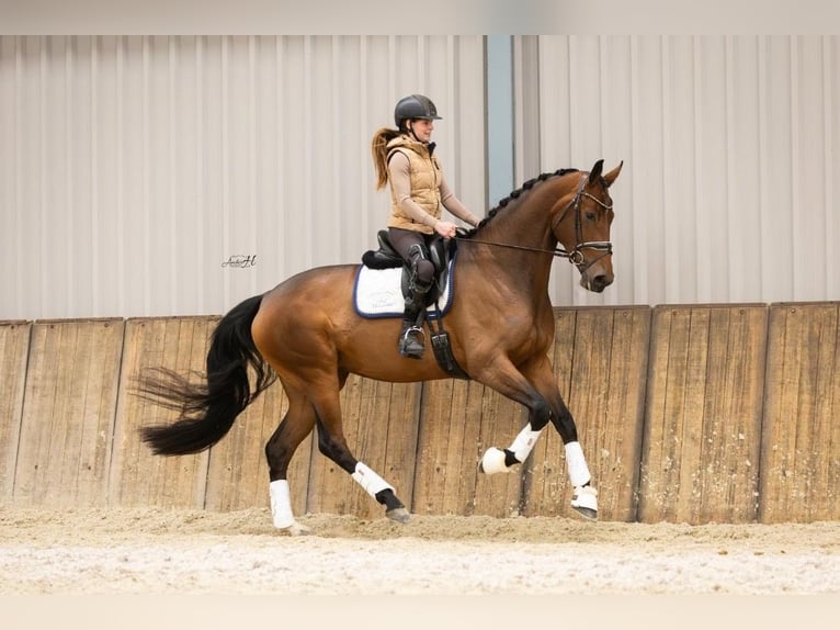 KWPN Merrie 4 Jaar 176 cm Donkerbruin in Steggerda