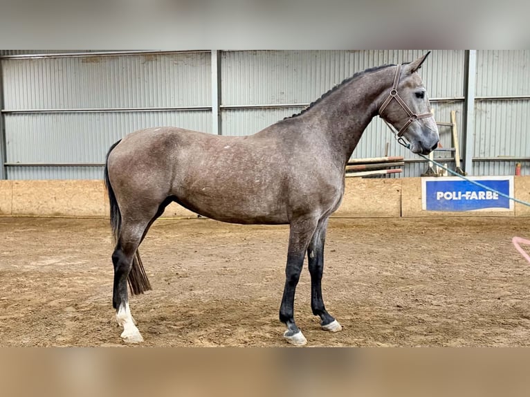 KWPN Merrie 4 Jaar 181 cm Falbe in Jászberény